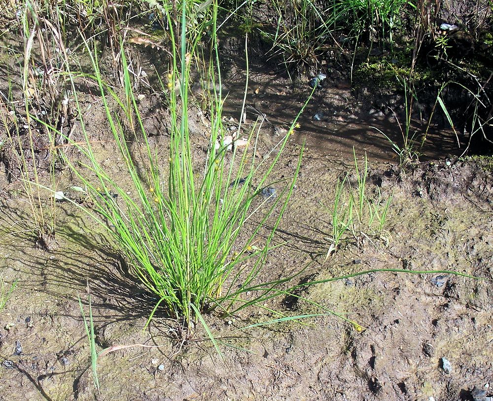 Image of Juncus brachyspathus specimen.