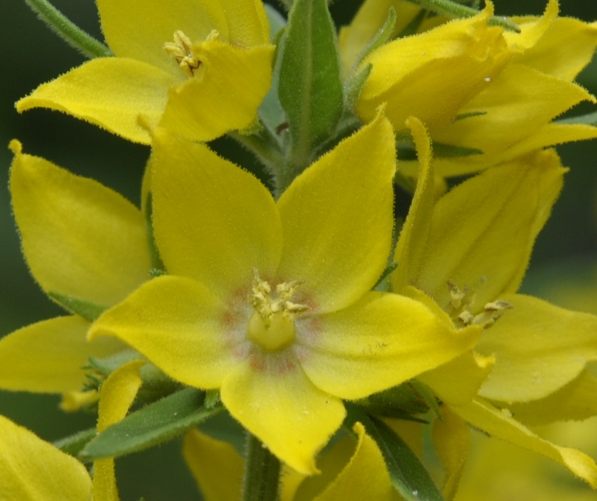 Image of Lysimachia punctata specimen.