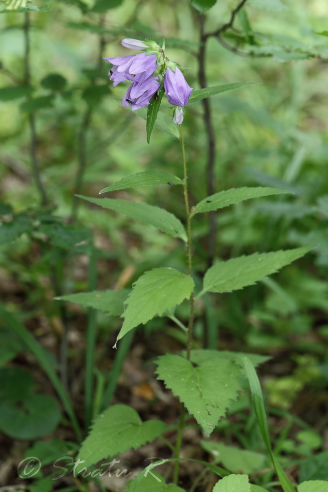 Изображение особи Campanula trachelium.