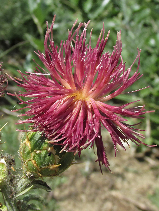 Image of Centaurea rubriflora specimen.