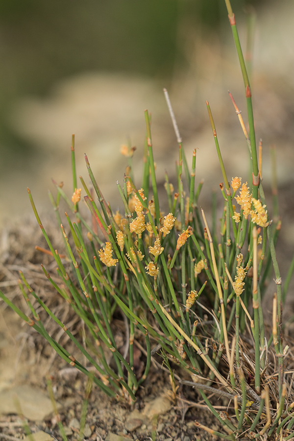 Image of Ephedra distachya specimen.