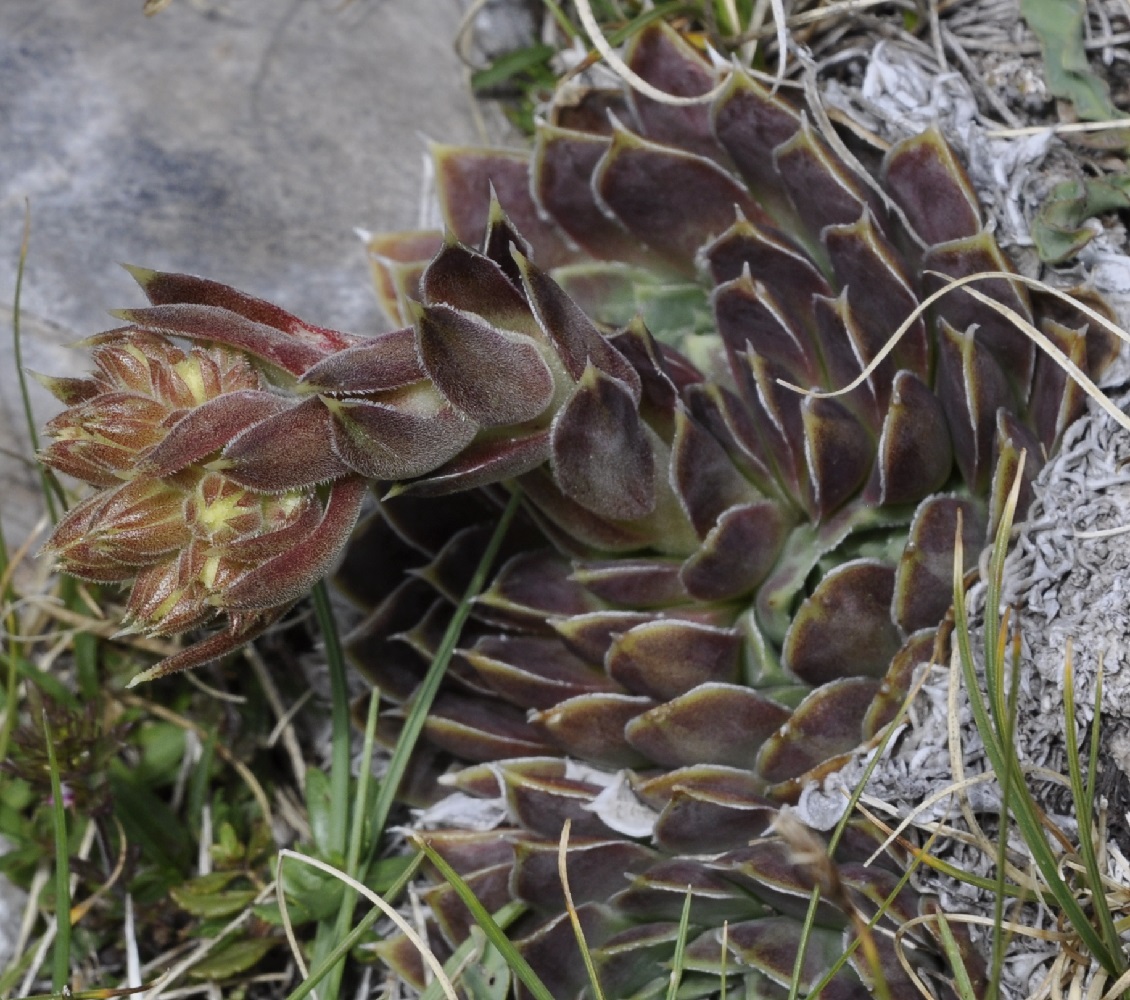 Image of Jovibarba heuffelii specimen.