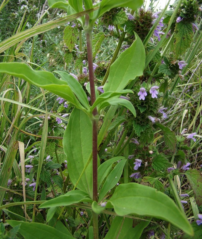 Image of Saponaria officinalis specimen.