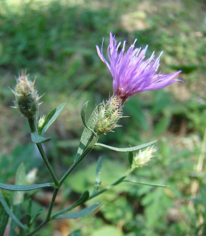 Изображение особи Centaurea diffusa.