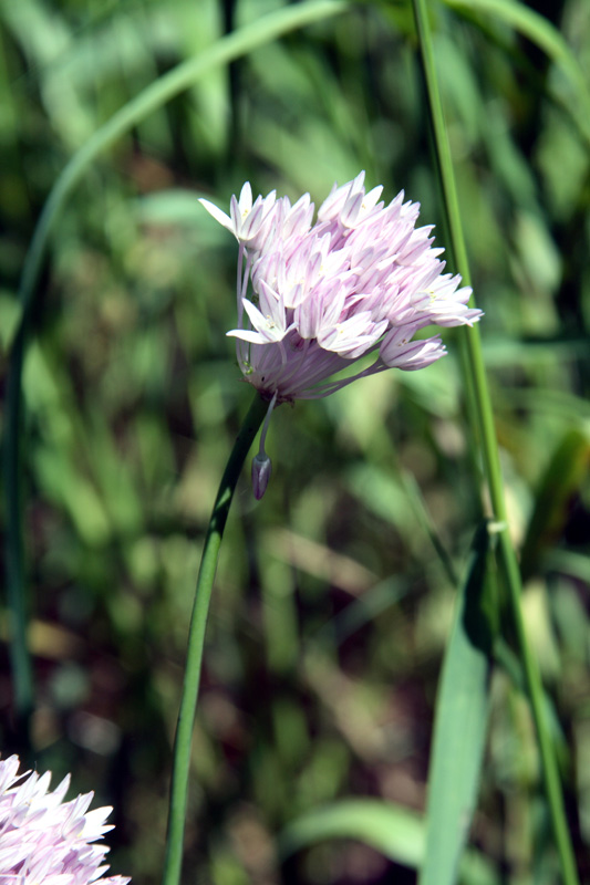 Image of Allium umbilicatum specimen.