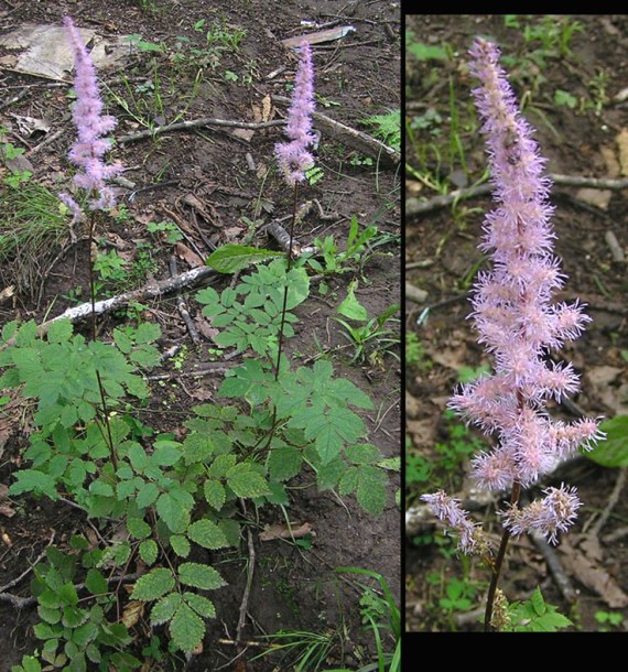 Image of Astilbe chinensis specimen.