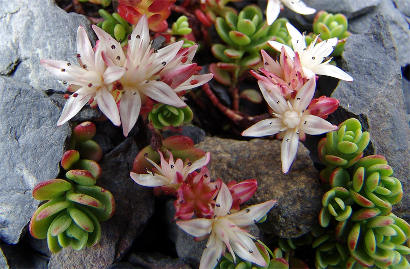 Image of Sedum stevenianum specimen.