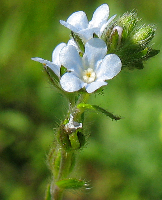 Image of Lappula squarrosa specimen.