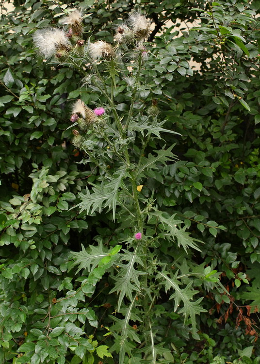 Image of Cirsium vulgare specimen.