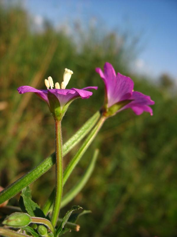 Image of Epilobium hirsutum specimen.