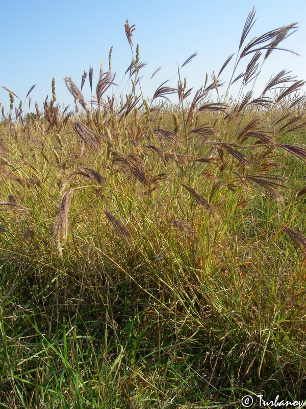 Image of Bothriochloa ischaemum specimen.