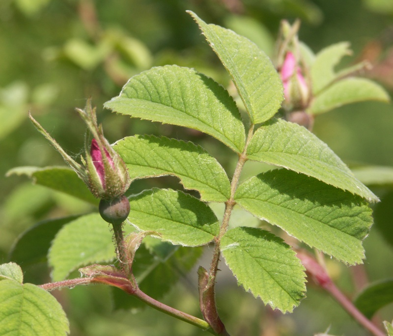 Image of Rosa villosa specimen.