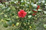 Camellia japonica