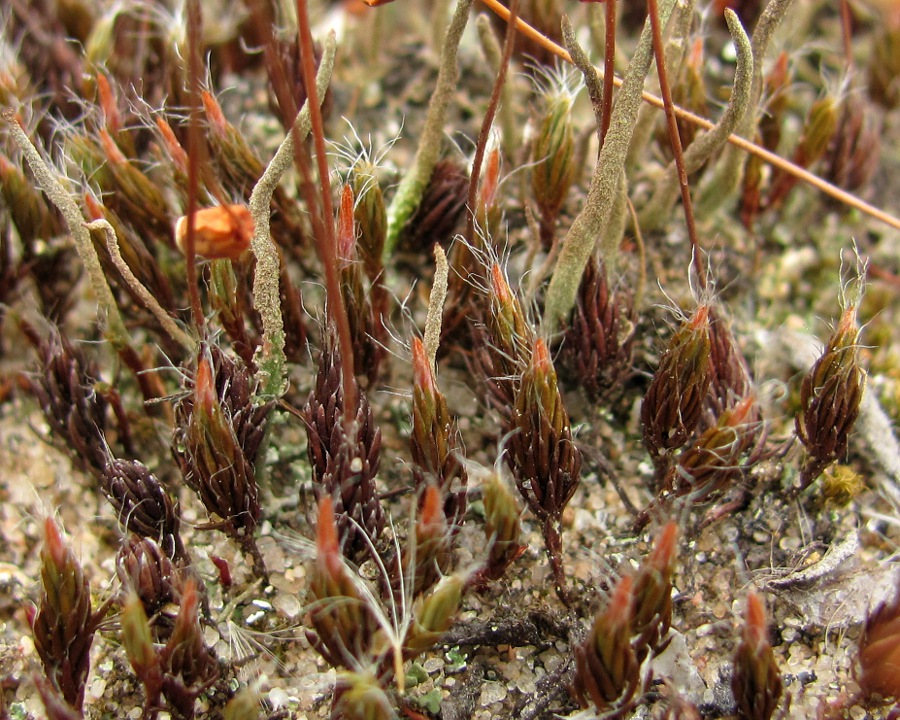 Image of Polytrichum piliferum specimen.