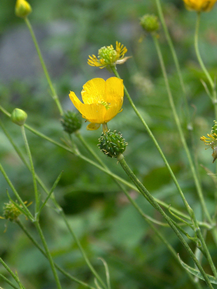 Image of Ranunculus subtilis specimen.