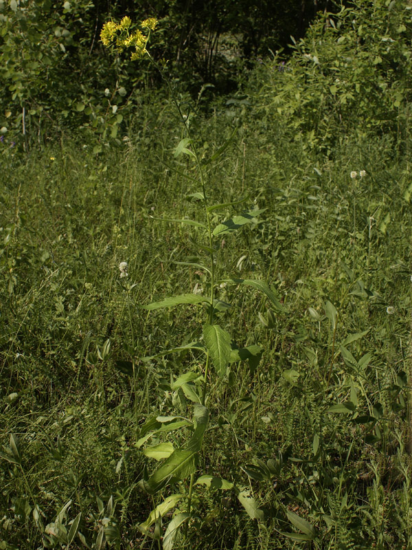 Изображение особи Sisymbrium strictissimum.