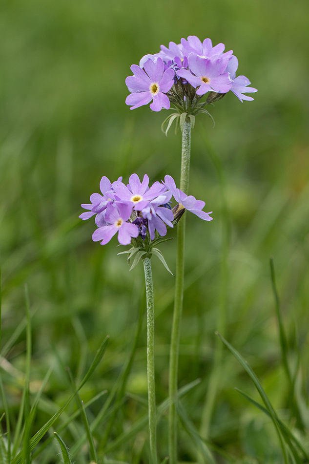 Image of Primula algida specimen.