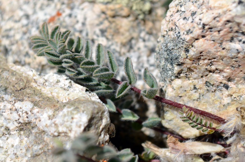 Изображение особи Astragalus charguschanus.