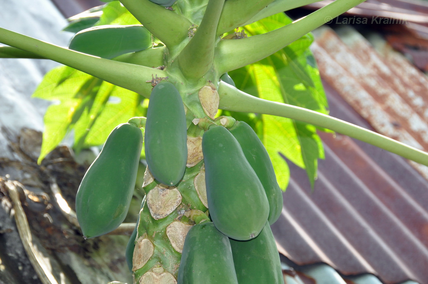 Image of Carica papaya specimen.