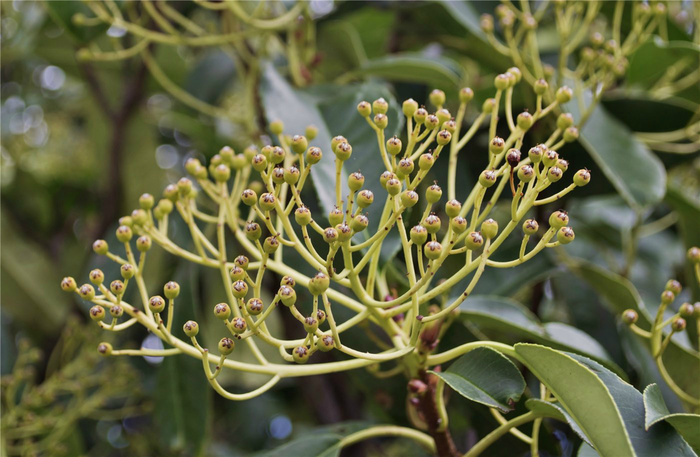 Изображение особи род Photinia.