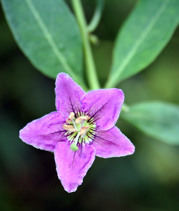 Image of Lycium barbarum specimen.