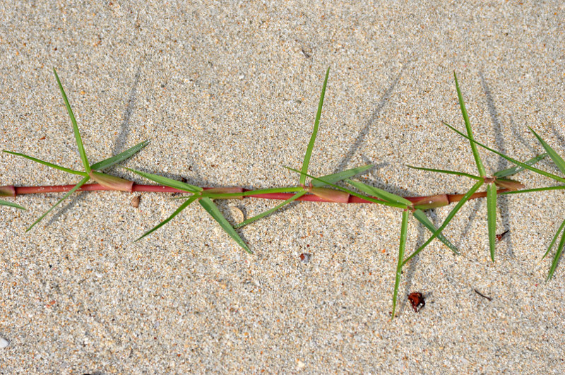 Image of Thuarea involuta specimen.