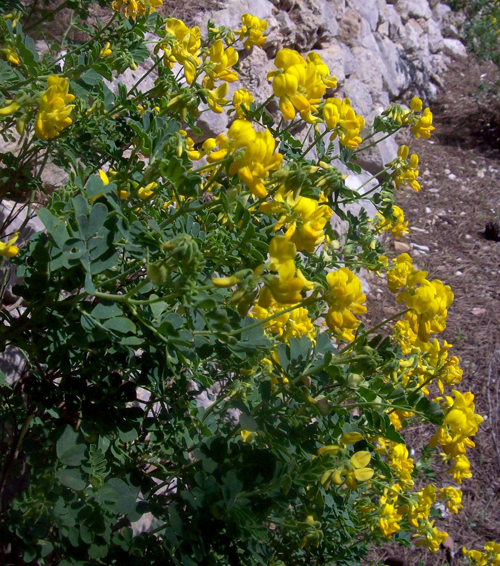 Изображение особи Coronilla valentina ssp. glauca.