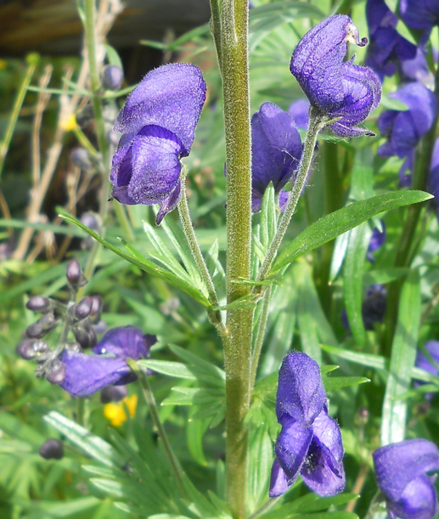 Изображение особи Aconitum baicalense.