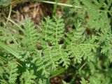 Artemisia tanacetifolia. Лист. Иркутская обл., Иркутский р-н, окр. с. Смоленщина. 16.07.2015.