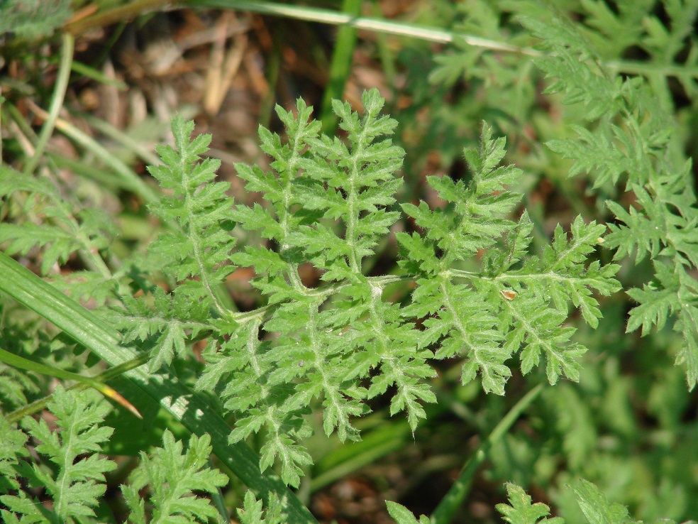 Image of Artemisia tanacetifolia specimen.