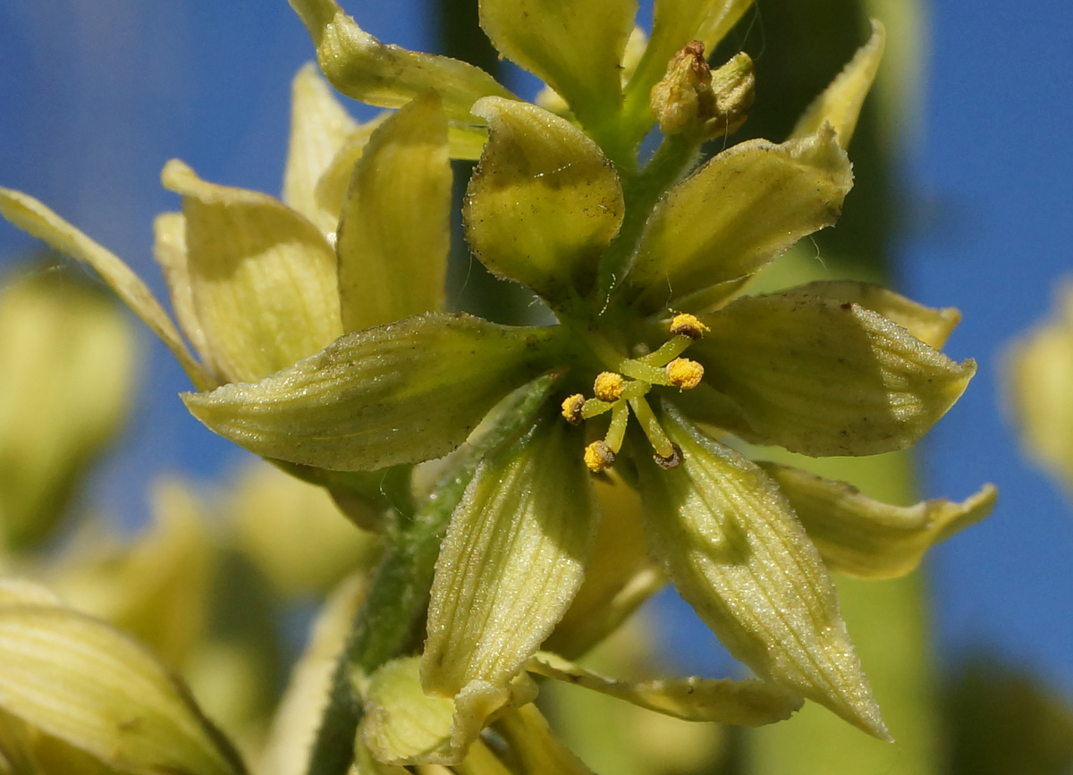 Изображение особи Veratrum lobelianum.