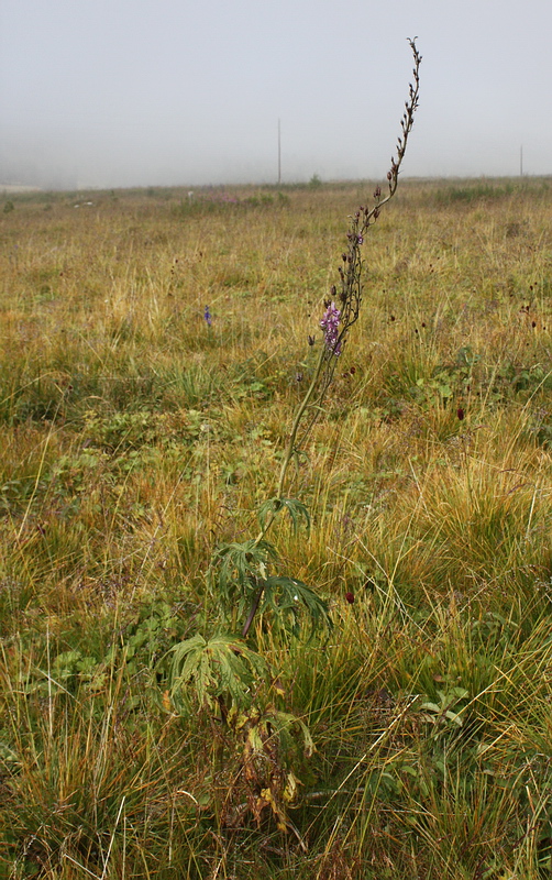 Image of Aconitum leucostomum specimen.