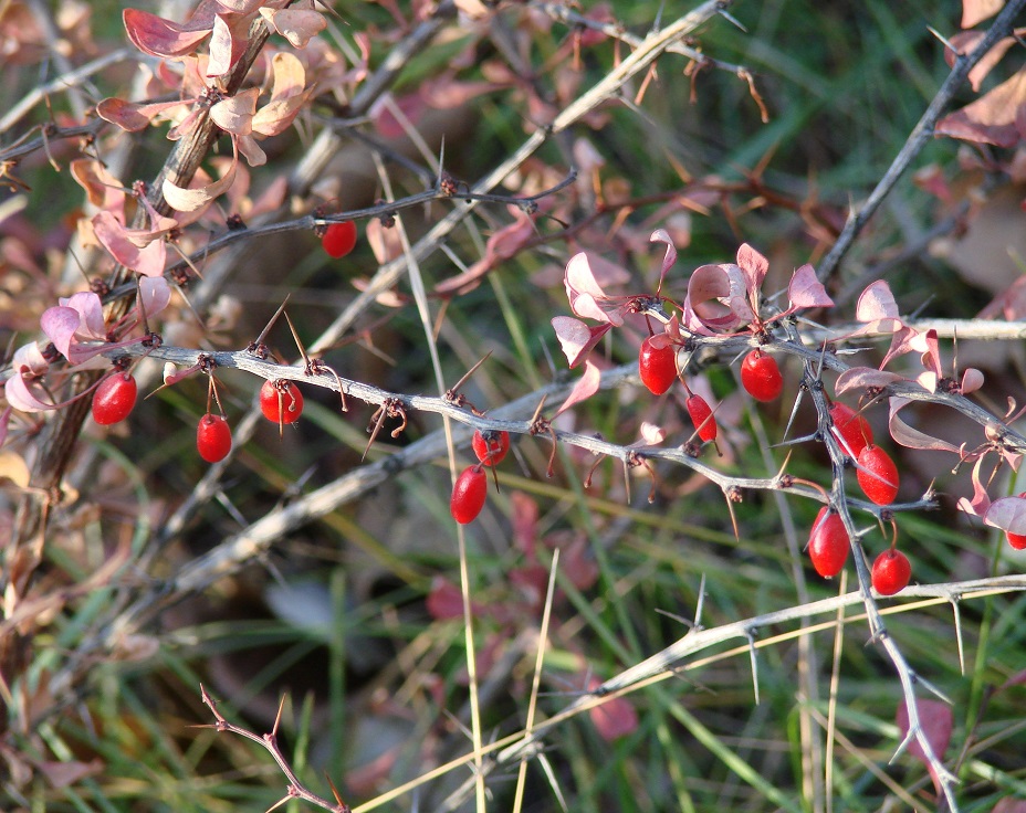 Image of Berberis thunbergii specimen.