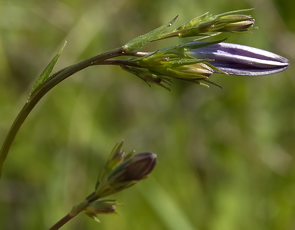 Image of Campanula patula specimen.