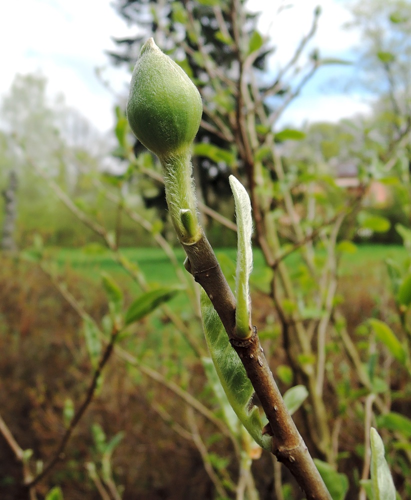 Image of Magnolia sieboldii specimen.