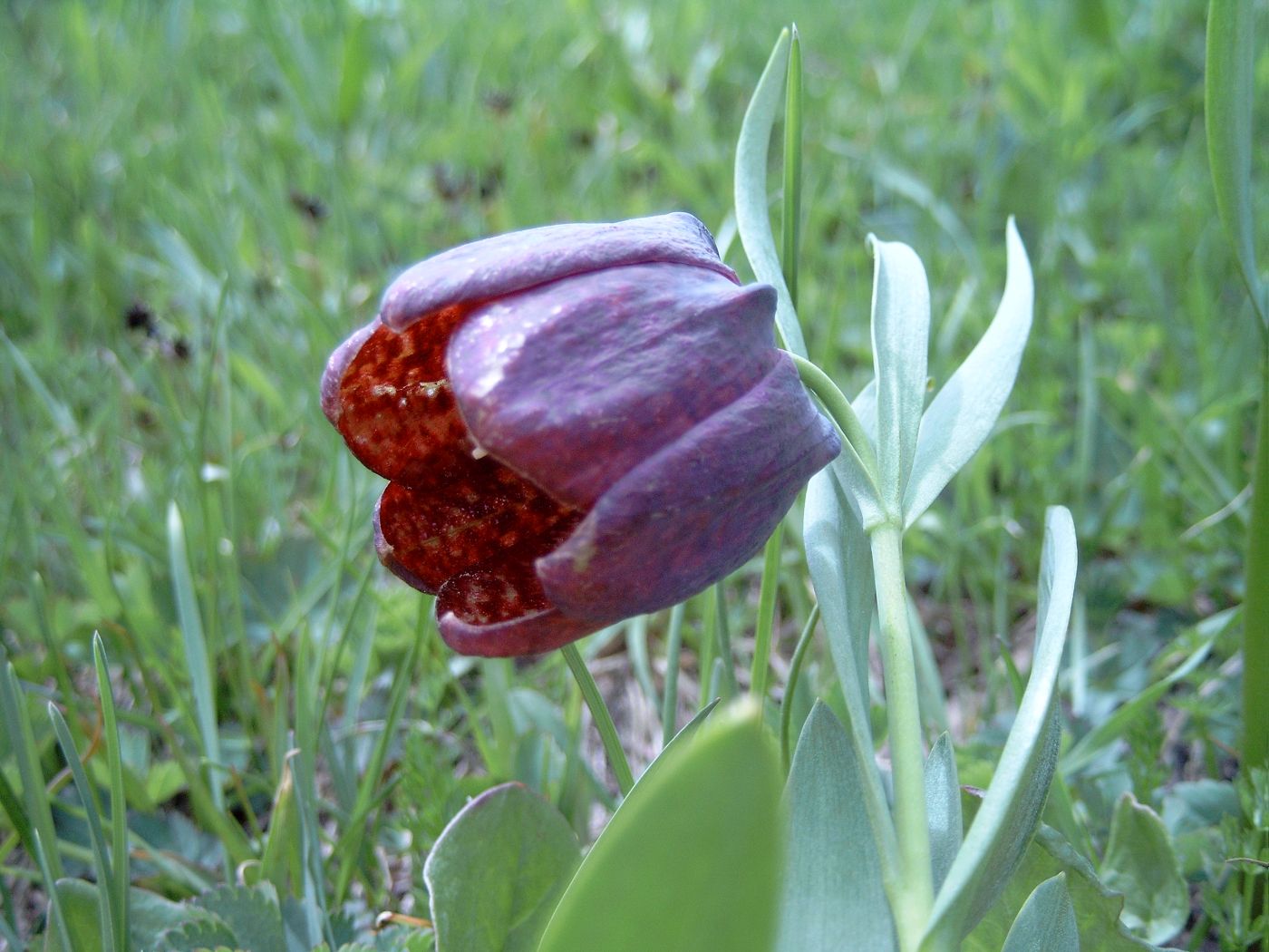 Изображение особи Fritillaria latifolia.