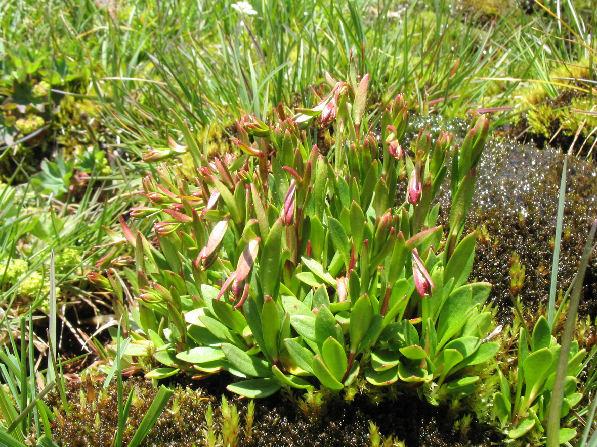 Image of Saxifraga hirculus specimen.