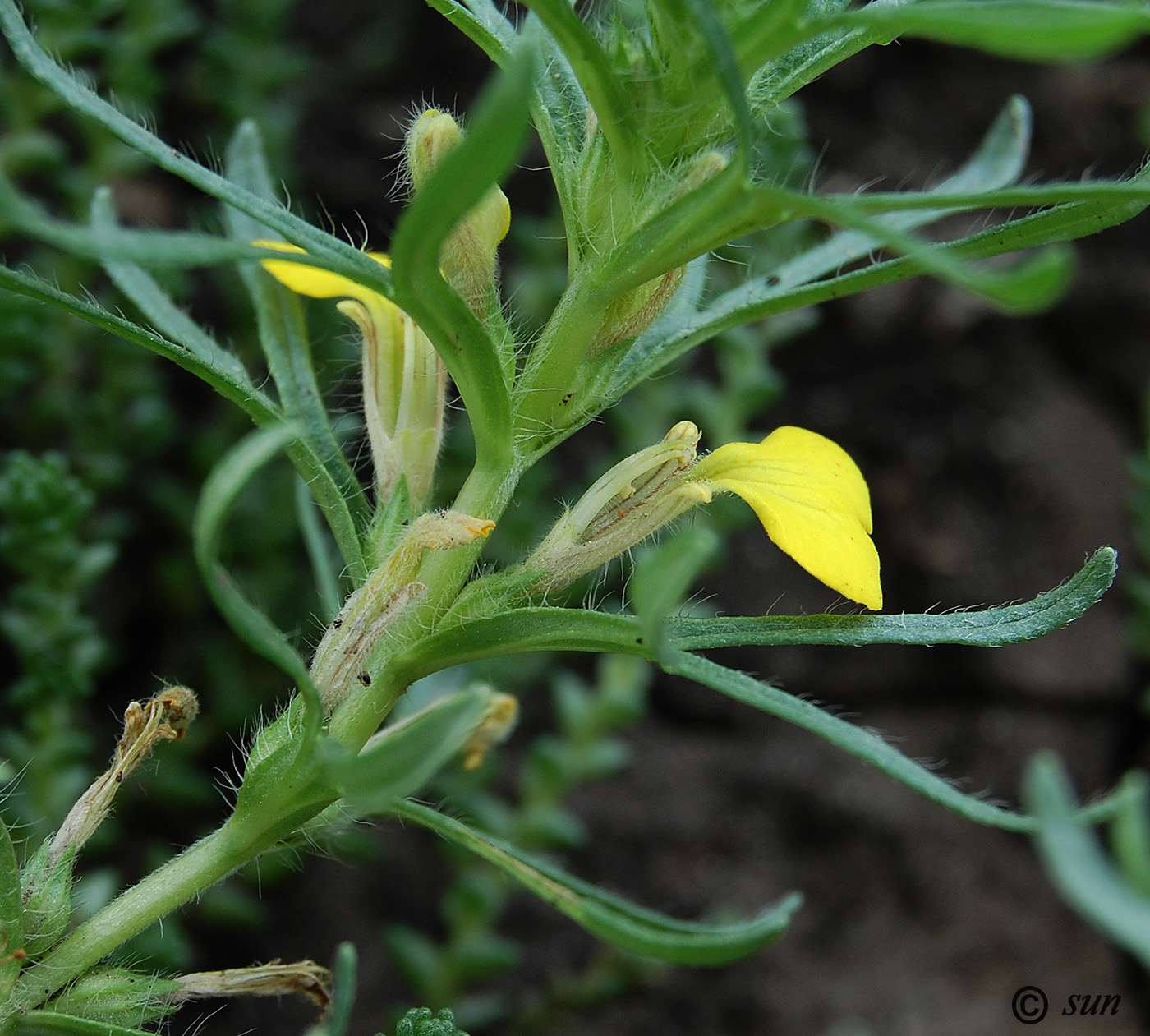 Image of Ajuga glabra specimen.