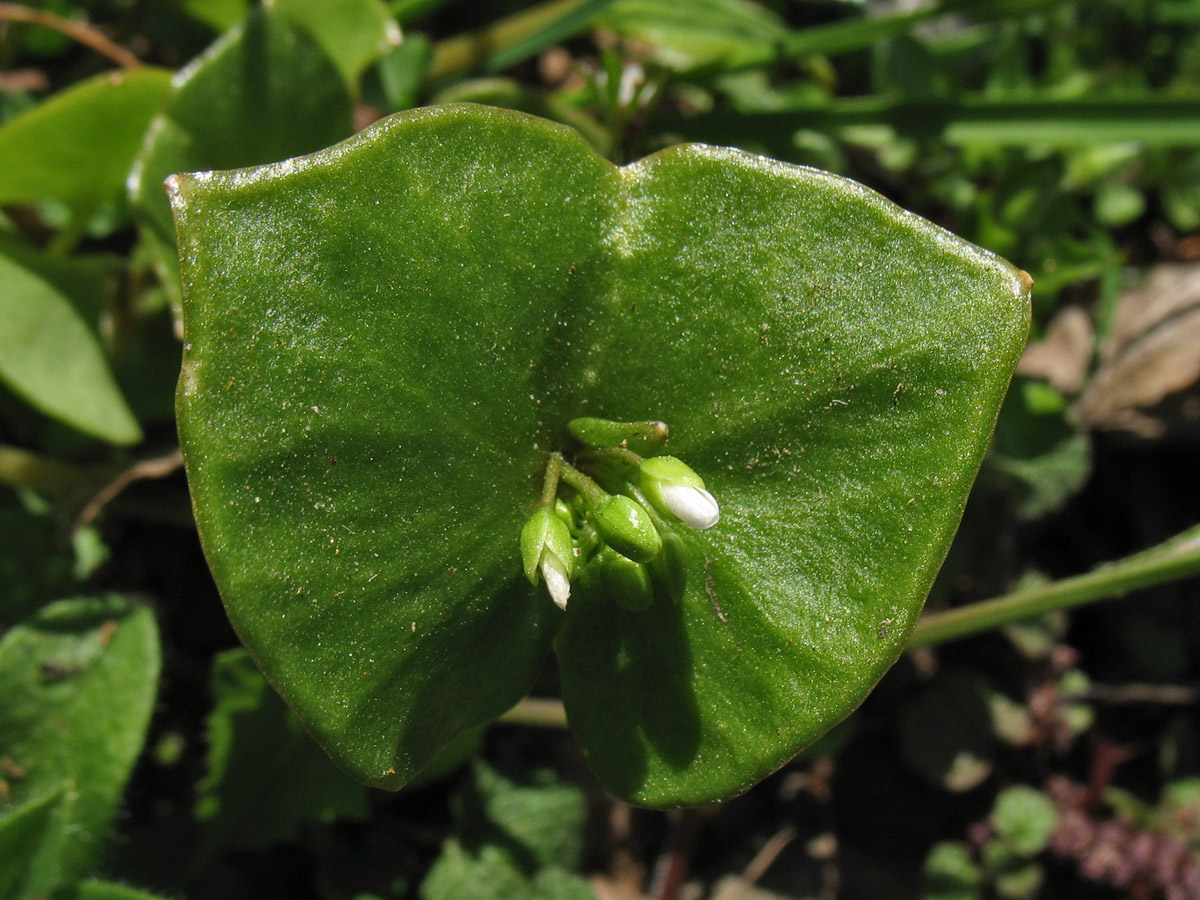 Изображение особи Claytonia perfoliata.