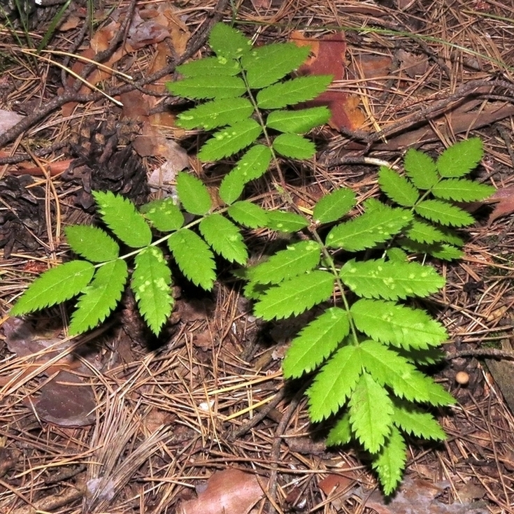 Image of Sorbus aucuparia specimen.