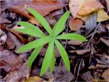 Polygonatum verticillatum. Верхушка растения. Украина, Ивано-Франковская обл., Болеховский горсовет, Поляницкий региональный ландшафтный парк, ур. Скалы Довбуша, буковый лес. 06.10.2016.