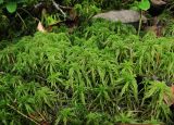 Sphagnum girgensohnii