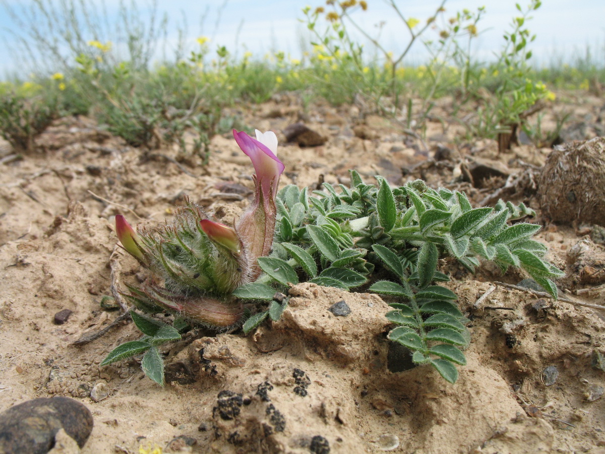 Image of Astragalus infractus specimen.