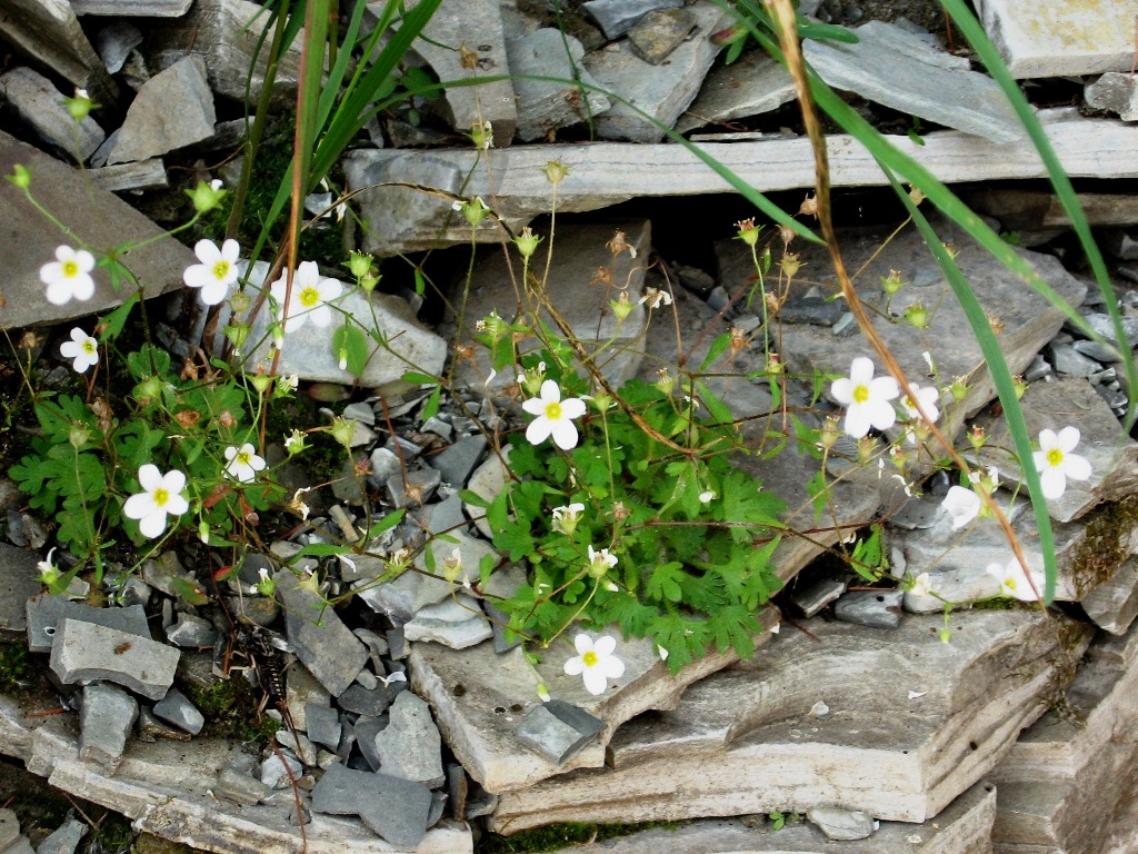 Image of Saxifraga lactea specimen.