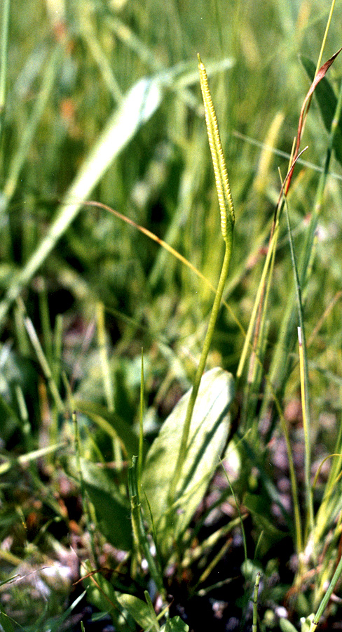 Image of Ophioglossum vulgatum specimen.