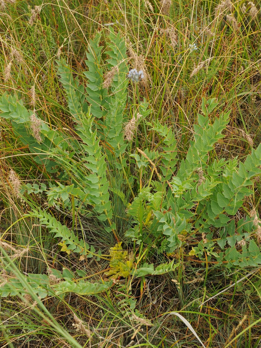 Image of Astragalus subbarbellatus specimen.