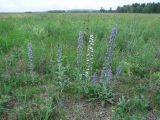 Echium vulgare. Цветущие растения на лугу. Иркутская обл., Усольский р-н, окр. пос. Биликтуй. 10.07.2016.