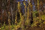 Humulus lupulus. Растения в осенней окраске. Пермский край, Кунгурский р-н, правый берег р. Шаква ниже с. Тарнабаево. 2 октября 2016 г.