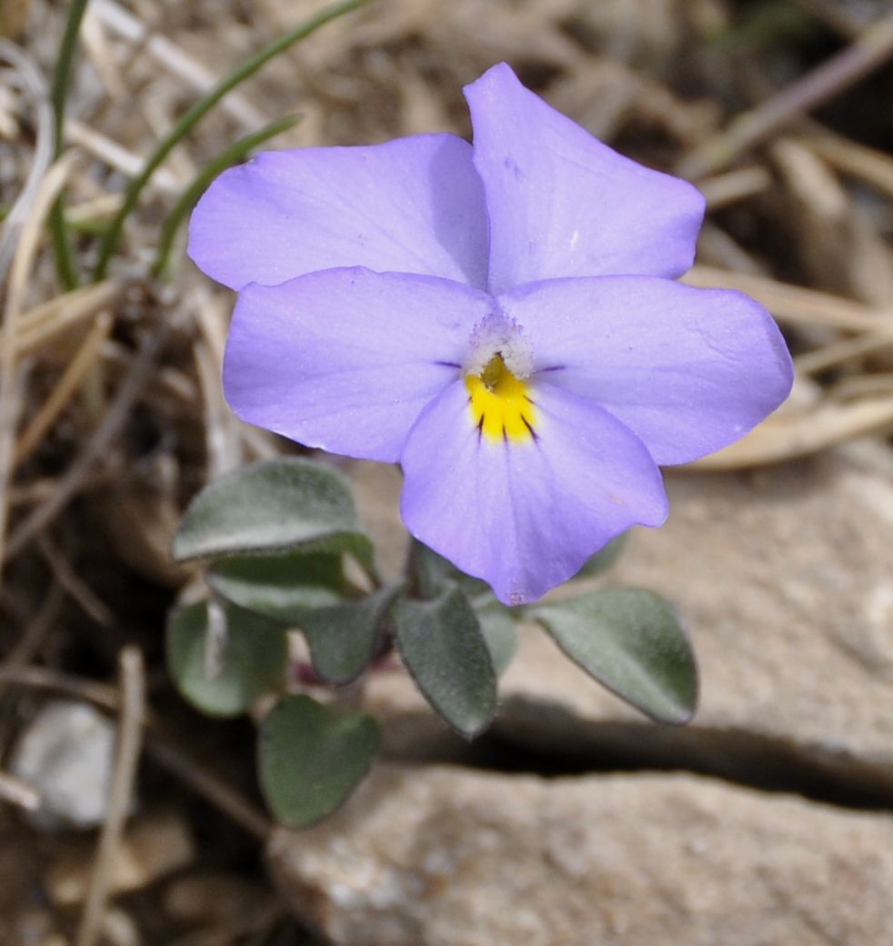 Image of Viola striis-notata specimen.