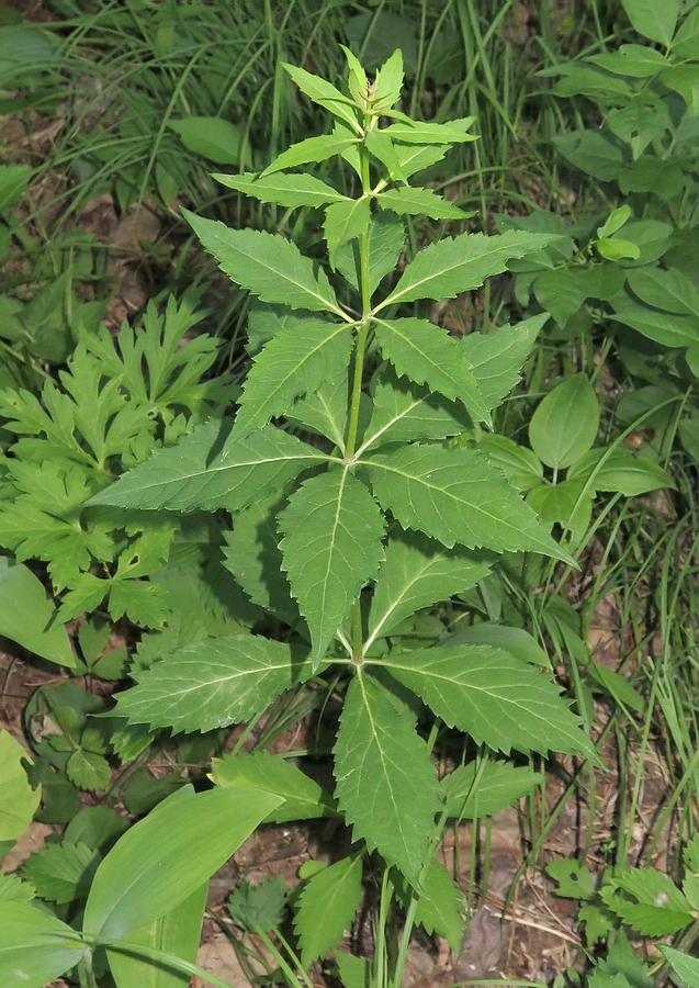 Image of Adenophora verticillata specimen.